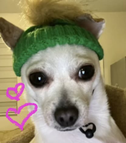 Hahaha okay we are learning! 🤣 

So the first 74 ppl who comment on this will be eligible for 1000 $beaniedog

(I will quote this after 74+ ppl comment on it)