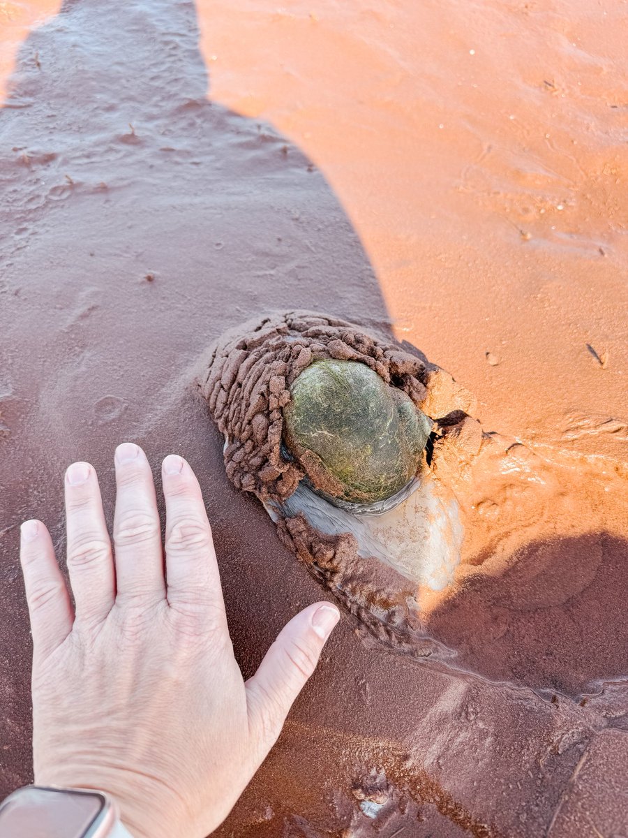 Went for a much needed beach walk this evening and saw this monster