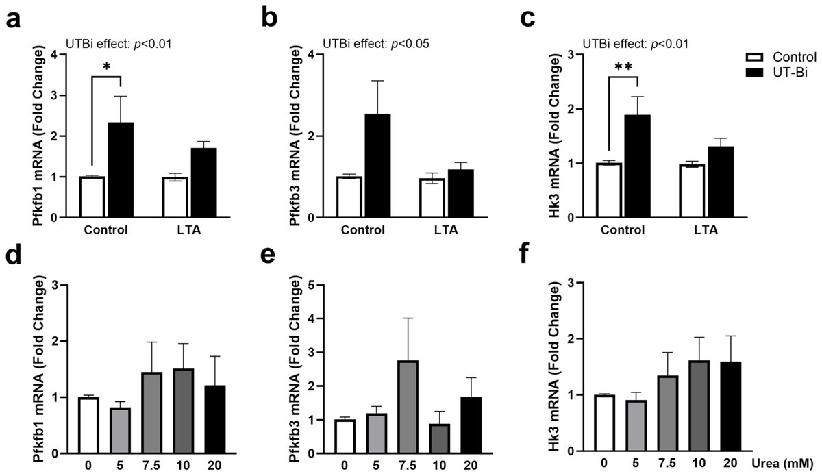 MetabolitesMDPI's tweet image. 🌟 #LastestPaper
📖#Modulation of #Urea #Transport #Attenuates TLR2-Mediated #Microglial #Activation and #Upregulates #Microglial #Metabolism In Vitro
🧑🏻🔬By Dr. Derek A. Costello and colleagues.
🔗mdpi.com/2218-1989/14/1…