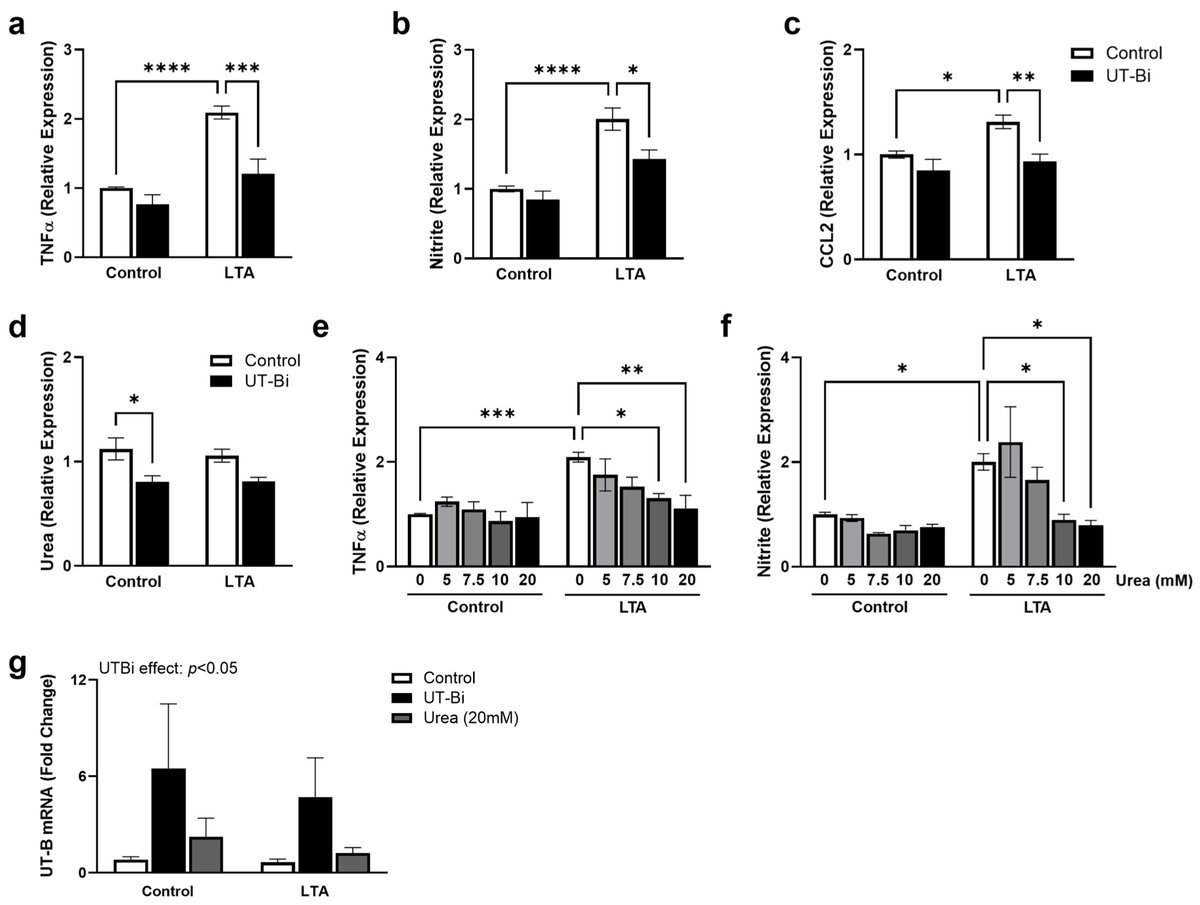 MetabolitesMDPI's tweet image. 🌟 #LastestPaper
📖#Modulation of #Urea #Transport #Attenuates TLR2-Mediated #Microglial #Activation and #Upregulates #Microglial #Metabolism In Vitro
🧑🏻🔬By Dr. Derek A. Costello and colleagues.
🔗mdpi.com/2218-1989/14/1…