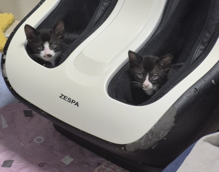 안녕하세요 
지난 번에 구해주신 고양이입니다

입양 가고 싶어요 
입양문의는 멘션 디엠 주세요 (선착순x)