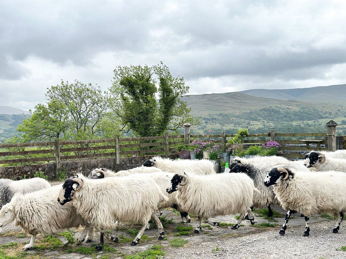 Shepherdess ~ a busy sheep day ..