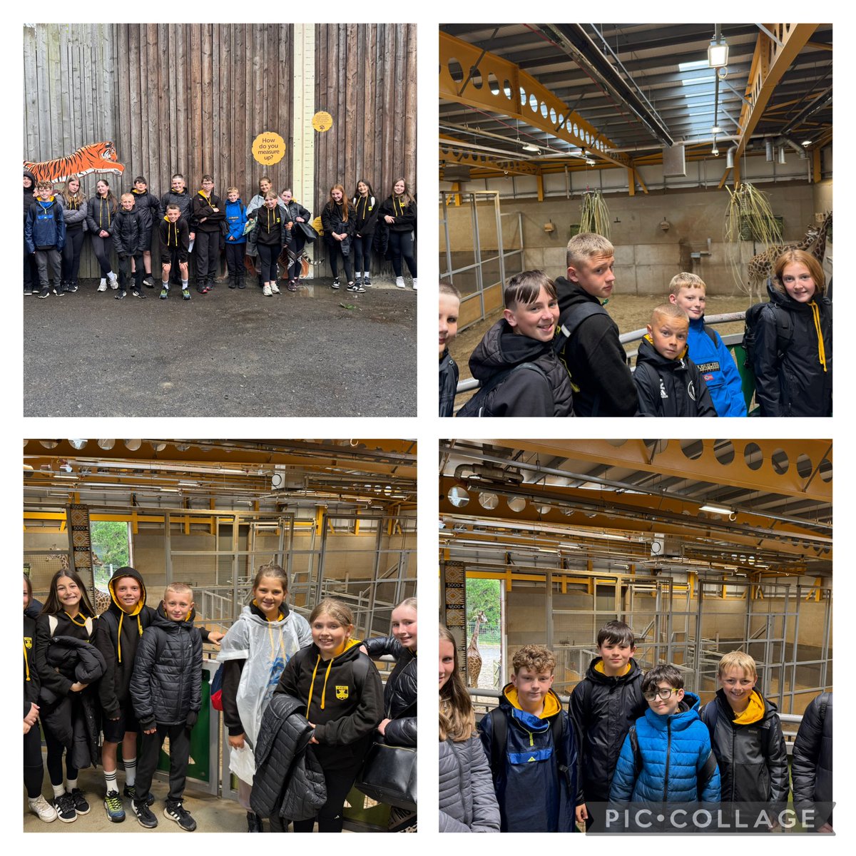 P7C Kinneil PS (@mrscassidykps) on Twitter photo We had a fantastic day at Edinburgh Zoo. We saw lots of animals and took part on a quiz about endangered animals. <a href="/Kinneil_PS/">Kinneil Primary & EYC</a> We had a fantastic day at Edinburgh Zoo. We saw lots of animals and took part on a quiz about endangered animals. <a href="/Kinneil_PS/">Kinneil Primary & EYC</a>