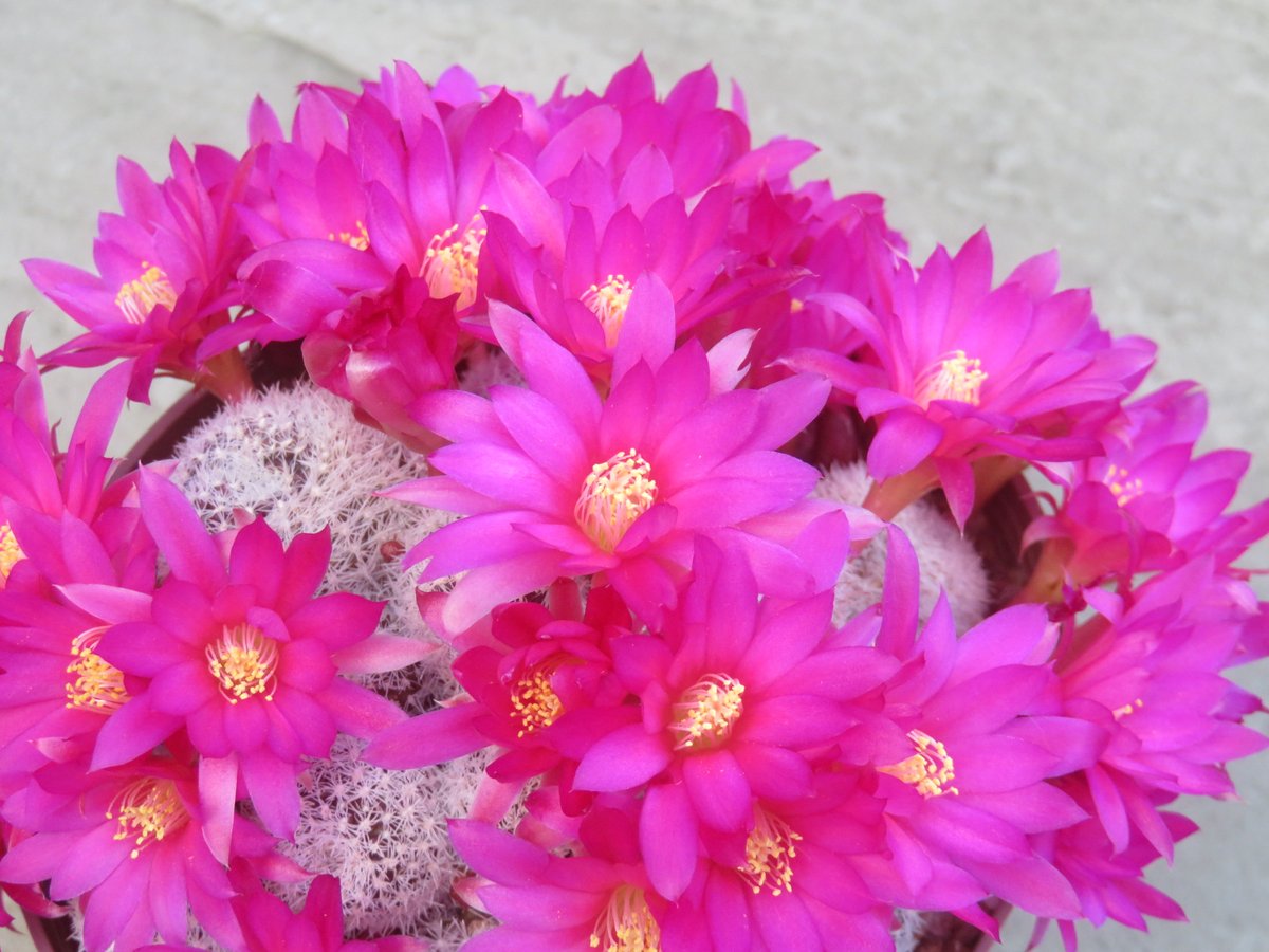 How about another pink one?  Rebutia or Aylostera 'Bethany'  #cactus #rebutia #aylostera