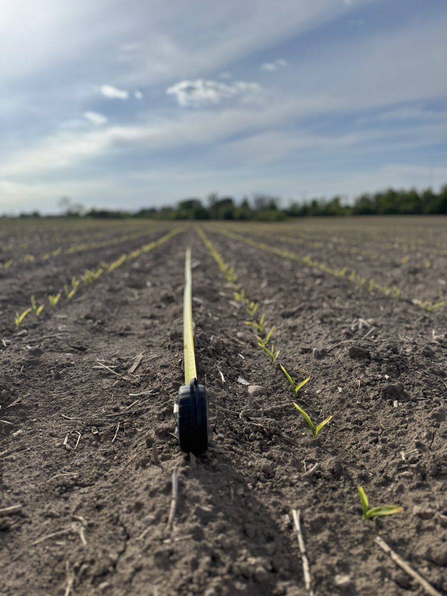 Kim Lawlor (@kimlawlor12) on Twitter photo Today’s highlight: DKC 094-94 showing off. Strong, even emergence— multiple growers & fields. Clean rows never get old. <a href="/DEKALB_Canada/">DEKALB Canada</a> <a href="/CCAOntario/">CCA Ontario</a> #agronomy #agrisolve #OntAg #Huron #Bruce Today’s highlight: DKC 094-94 showing off. Strong, even emergence— multiple growers & fields. Clean rows never get old. <a href="/DEKALB_Canada/">DEKALB Canada</a> <a href="/CCAOntario/">CCA Ontario</a> #agronomy #agrisolve #OntAg #Huron #Bruce