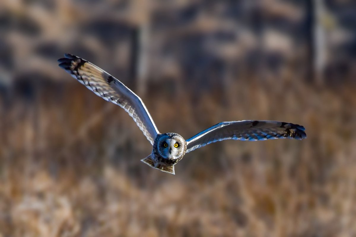 craig1979Smith's tweet photo. Short Eared Owl hunting on the moors of Lancashire @BBCSpringwatch #springwatch #springwatch20 https://t.co/oYjOmXQ650