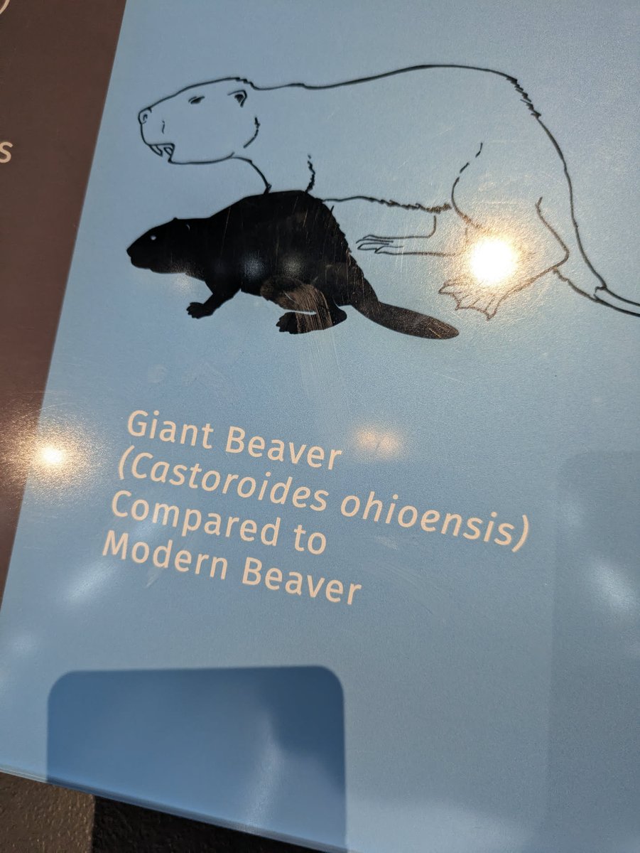 「Sox Shimiki」 tweet media