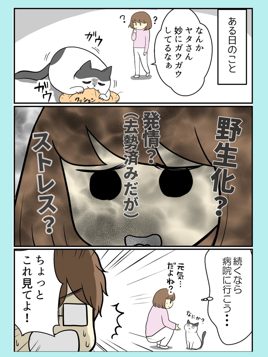 ある日猫がやたらガウガウしてた
理由がこちらです(1/2)

#猫漫画 