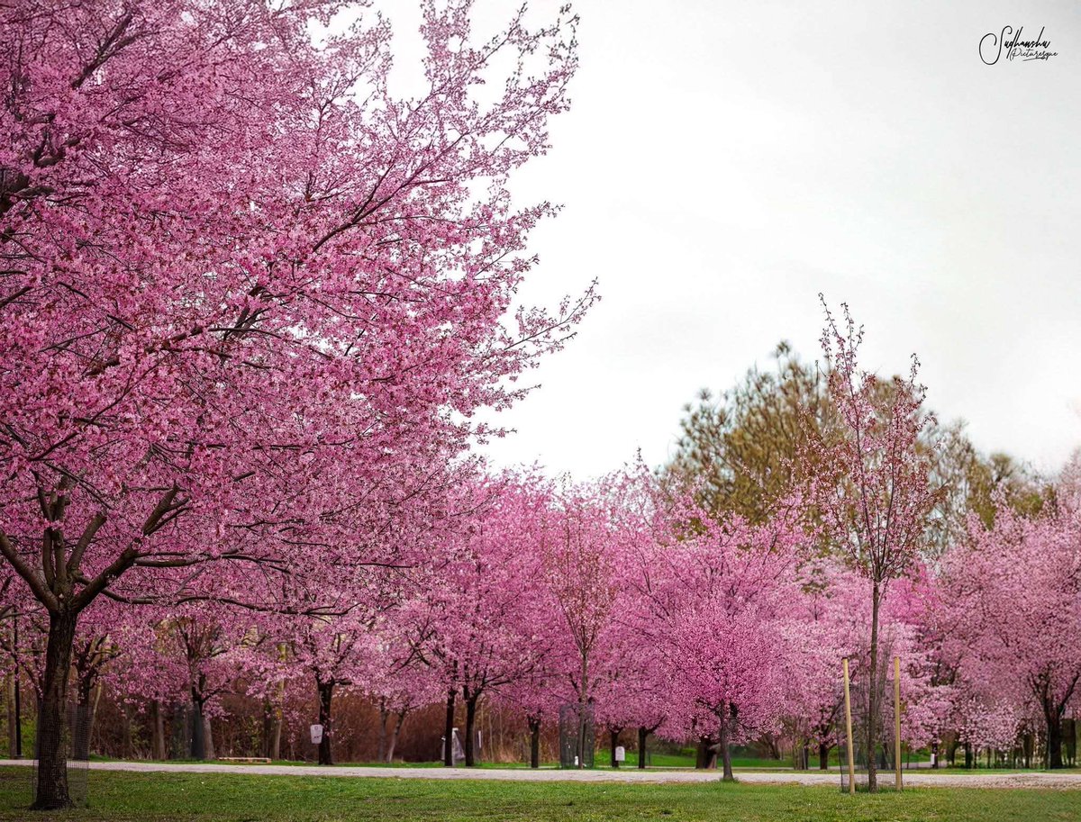 #كلمتين_وبس :

أصعب انبهار هو انبهار العقول غير قابل للمراجعة والتحليل والملاحظة (انبهار وسيطرة )…