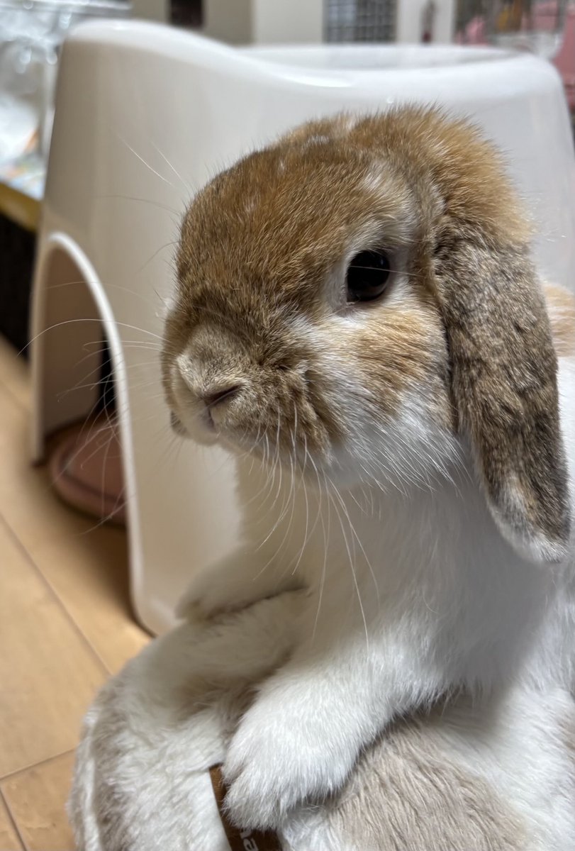 🐰おはようです💕