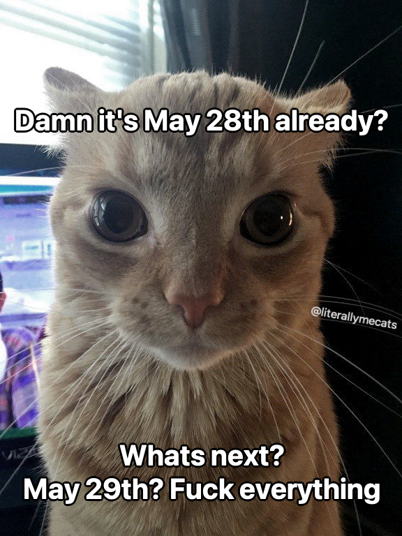 LiterallyMeCats (@literallymecats) on Twitter photo 