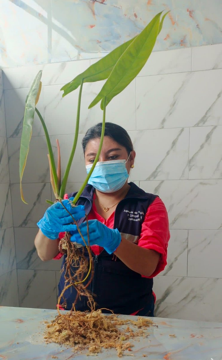 #ZamoraChinchipe | Realizamos inspección fitosanitaria de plantas tropicales 🌱 a raíz desnuda con el objetivo de que cumplan con la normativa y requisitos de Estados Unidos 🇺🇸.

#ExportamosCalidad