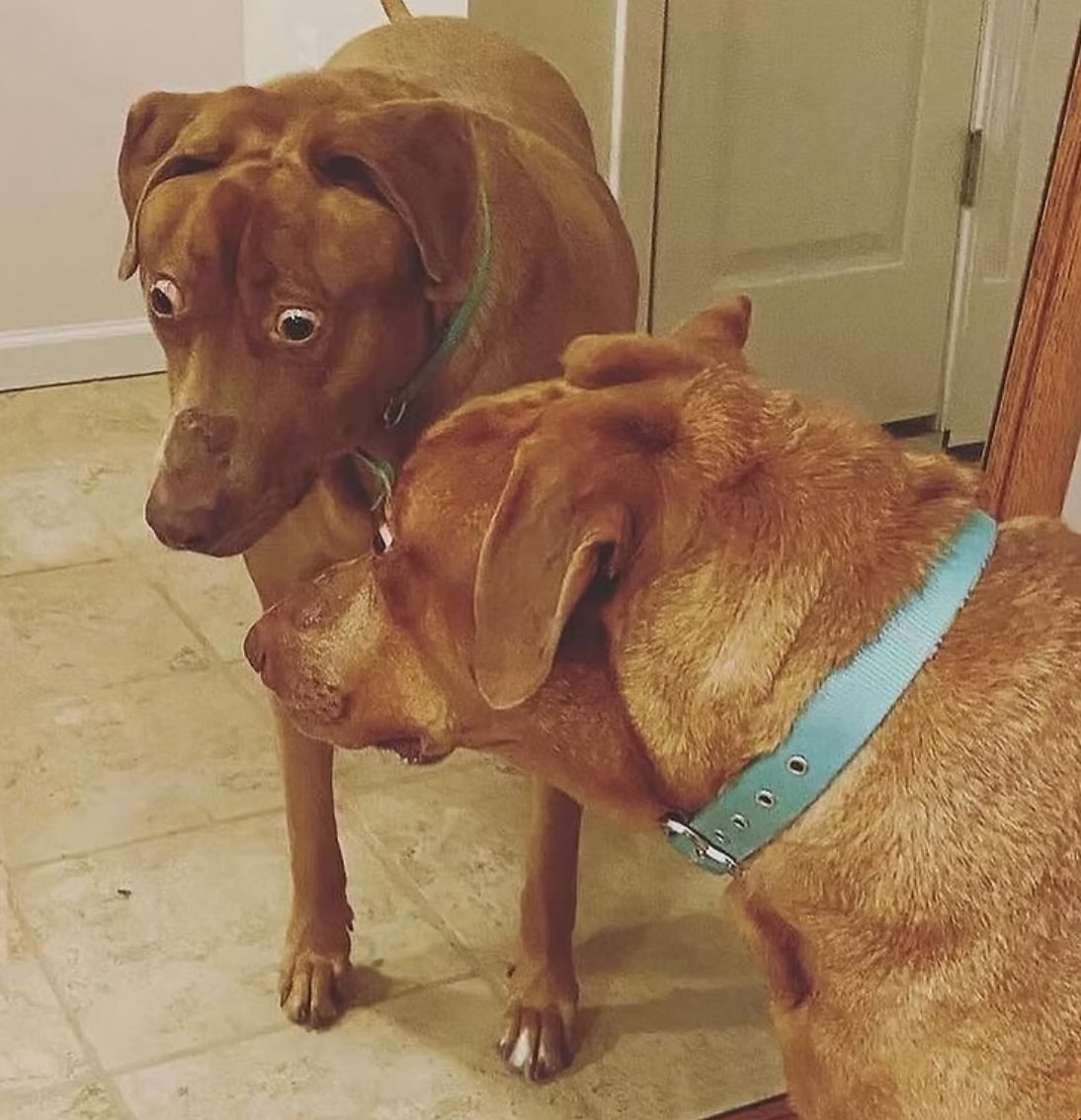 Dog Szn is about to surprise all of CT! 🐕💹