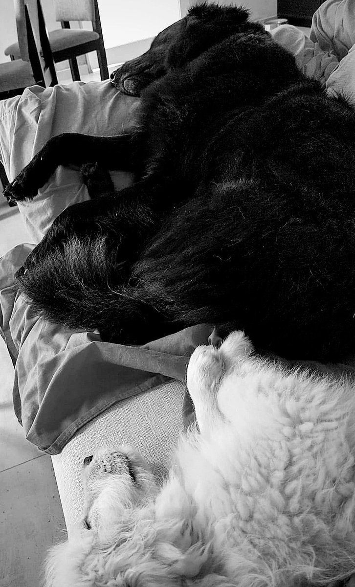 CamiBruscoli's tweet photo. Mis bebés ❤️ https://t.co/0Gx0bW30pe