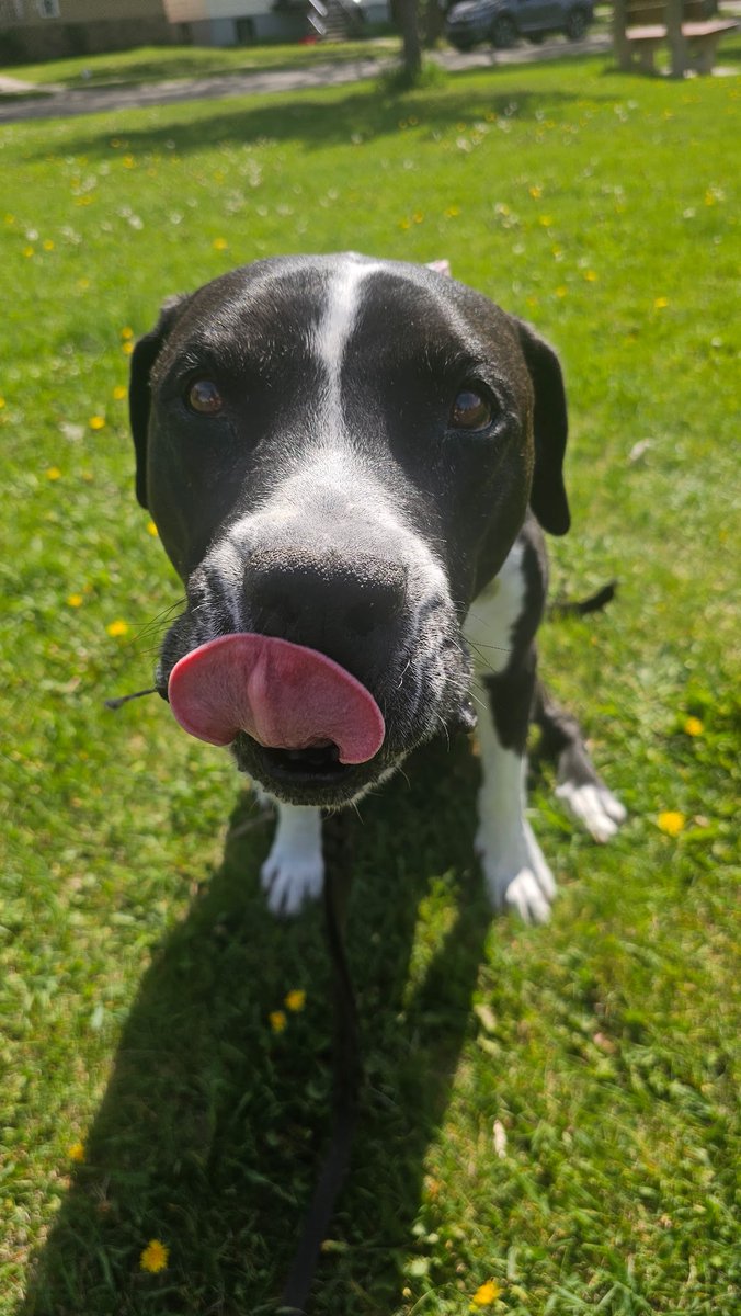 It is tongue out Tuesday😀
