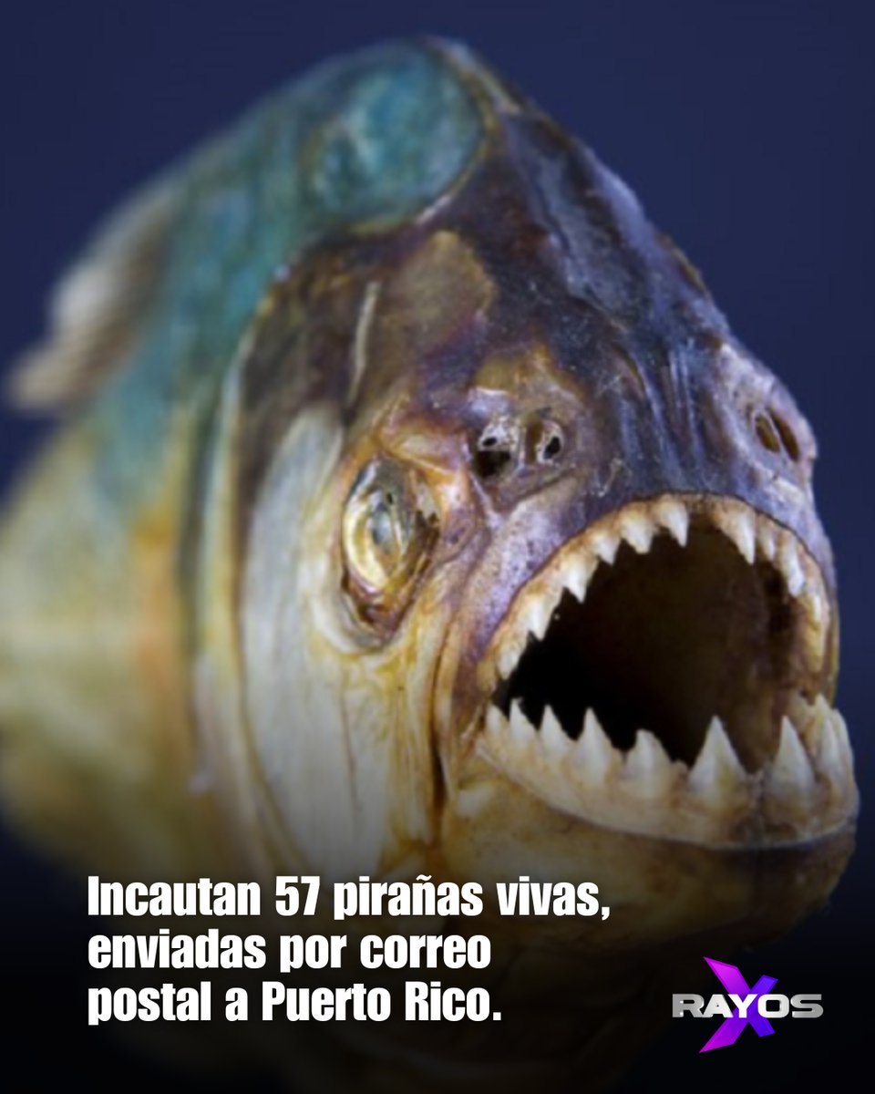 57 pirañas fueron incautadas este año tras llegar a la Isla por correo privado. El DRNA advierte sobre el aumento de animales exóticos entrando sin control. Este caso se descubrió porque la caja se rompió.

📸: cuantoviven.org