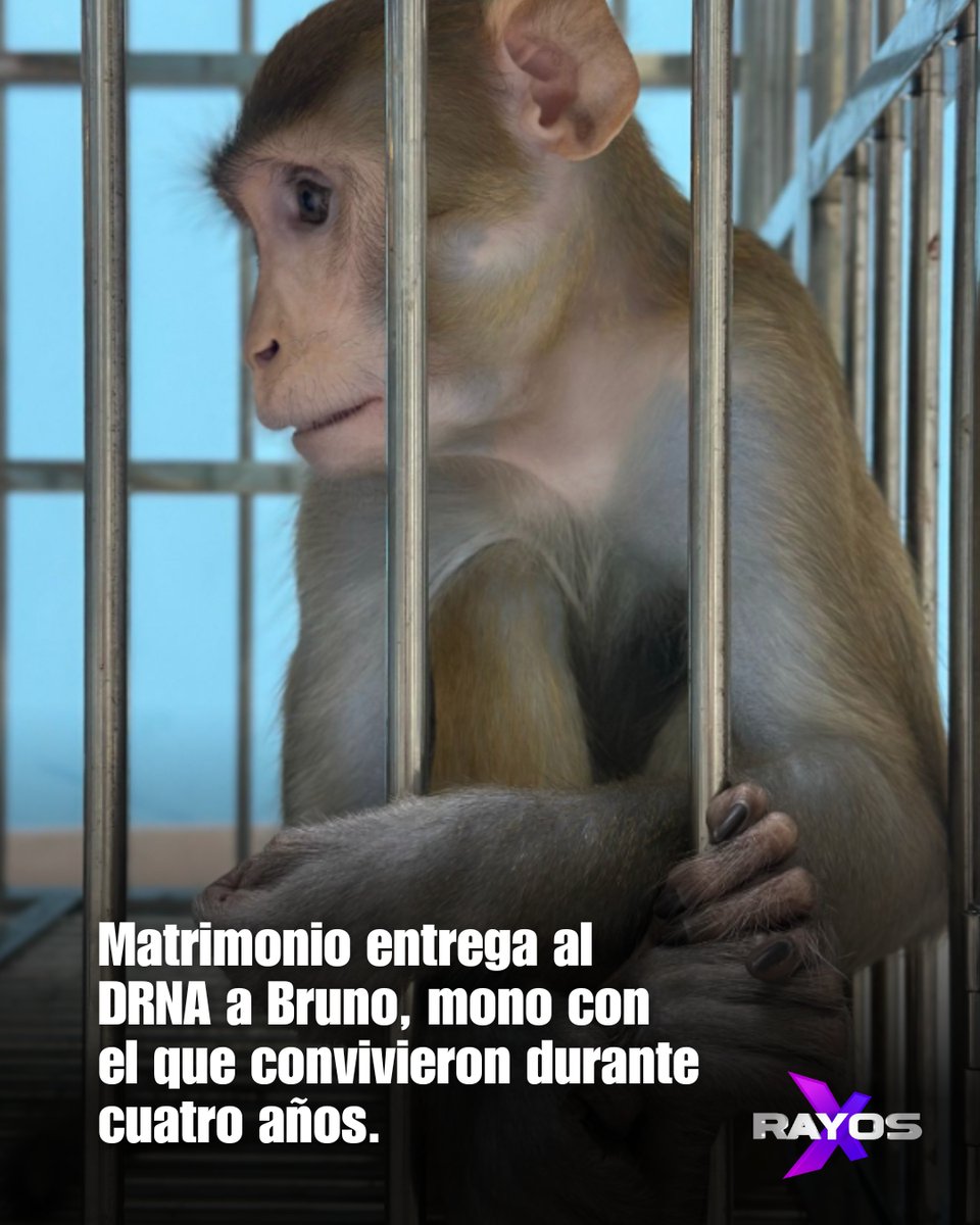 El DRNA exhorta a entregar voluntariamente animales exóticos ilegales. No habrá penalidades. Buscan evitar que especies sean abandonadas y afecten el ecosistema. Como “Bruno”, un mono entregado tras convivir 4 años con una pareja. #RayosX