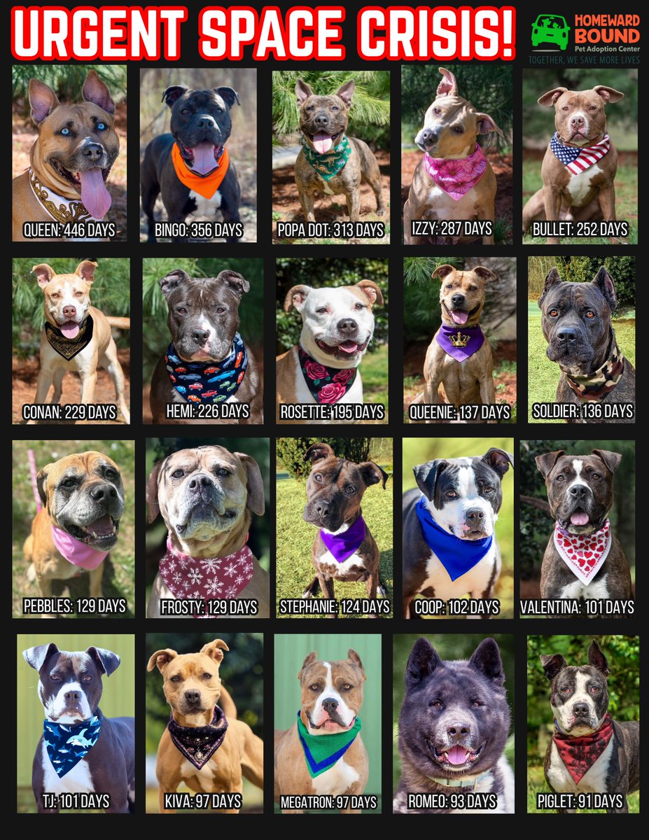 HomewardPetsNJ's tweet image. WE ARE FULL
We have zero open kennels and our dogs need to find homes ASAP.
homewardboundnj.org/dogs-for-adopt…
📍 Blackwood, NJ