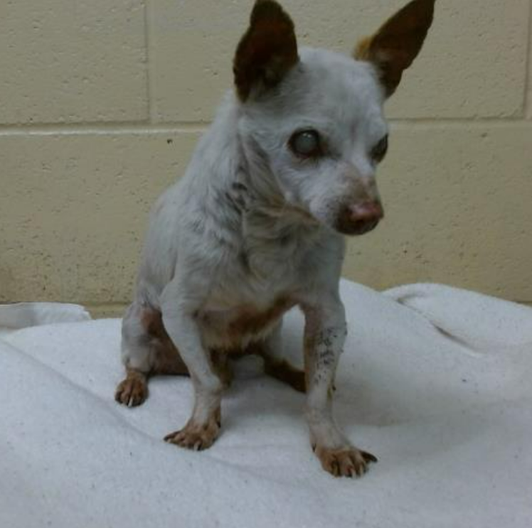 mapleveewesem's tweet photo. 💔😢💔 MUNECO just made the adoptable listings of Downey California ACC an hour or so ago. Just arrived yesterday, 5-26. 
He's FIFTEEN‼️Weighs just 7 lbs. 
Doesn't belong in a noisy, scary shelter with dogs getting kennel cough every day.
Adoption fee waived. info⬇️ #A5702278 https://t.co/bKmIFyfvWQ