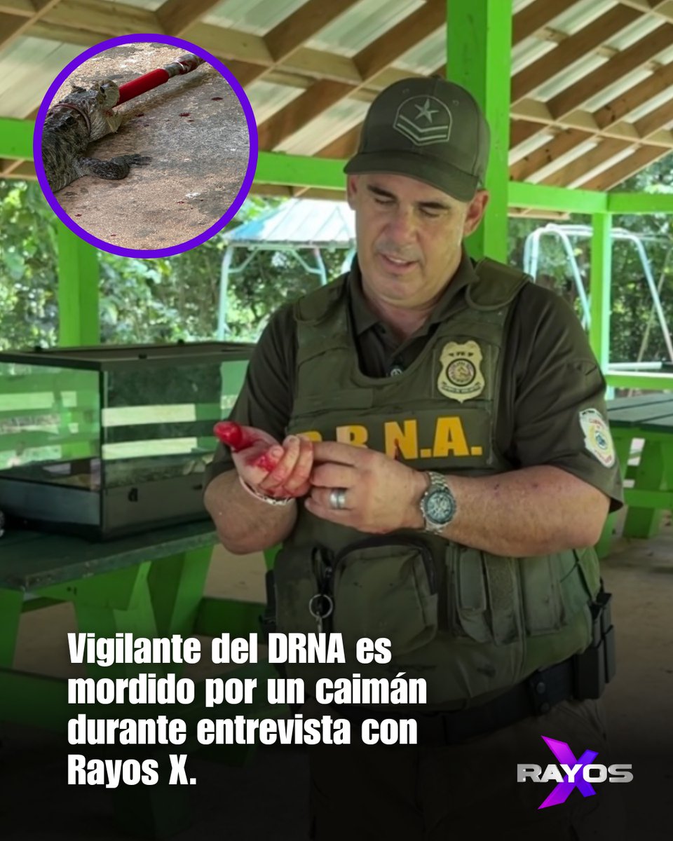 Mientras grabábamos, el teniente Atienza intentó mostrar cómo manejar un caimán juvenil. El tape del hocico se soltó... y lo mordió. Una muestra real del riesgo que representan estos animales exóticos. #RayosX
