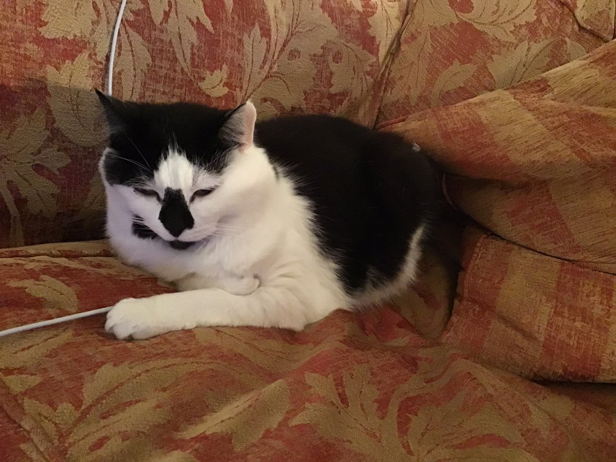 Off to bed Mum? We’ve chosen our sleeping spots already. Mia, Oscar and Prince. #Hedgewatch