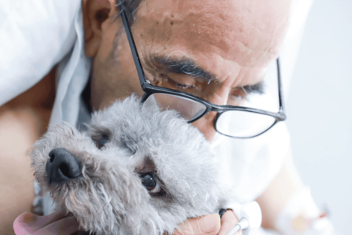 Cuidado humanizado: Hospital Clínico U. de Chile <a href="/redclinica/">Hospital Clínico Universidad de Chile</a> permite visitas de mascotas a pacientes críticos con nuevo protocolo humanizado, tal como Don Carlos quien pudo ser acompañado por su perrito Toby, su fiel compañero uchile.cl/u228536