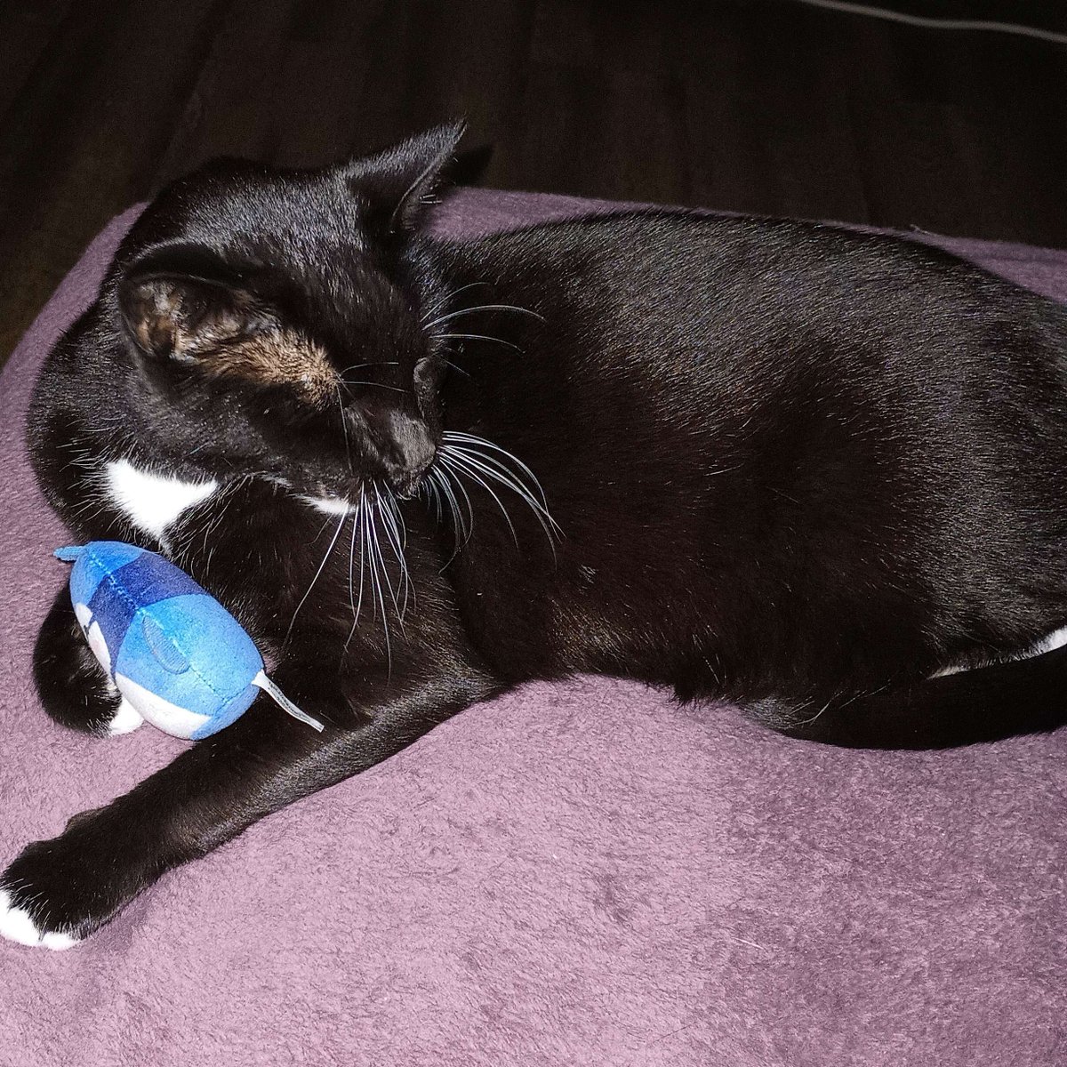 I am hoping I won't have to post one of these for a couple days after tonight. Needing to drum up $75 for the morning. Any and all help is greatly appreciated.
paypal.me/therealremimew

Azi with her bluejay taxes!