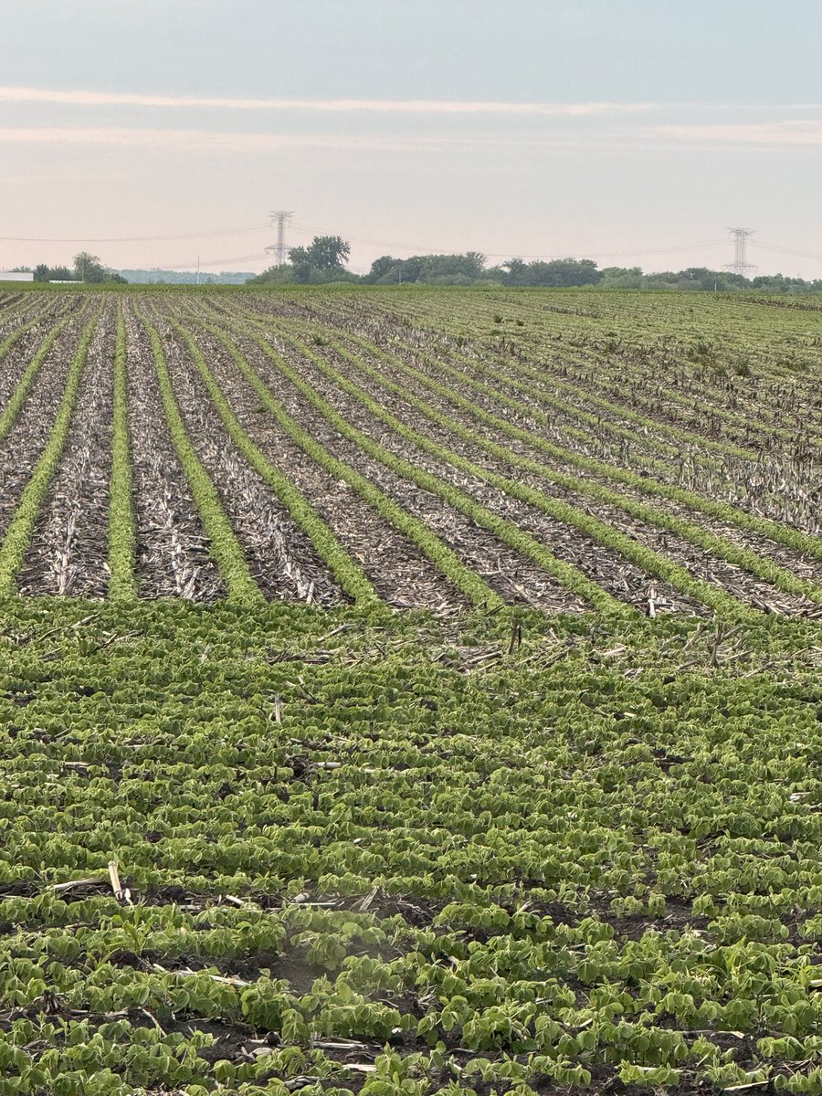 Strip-Tilled field