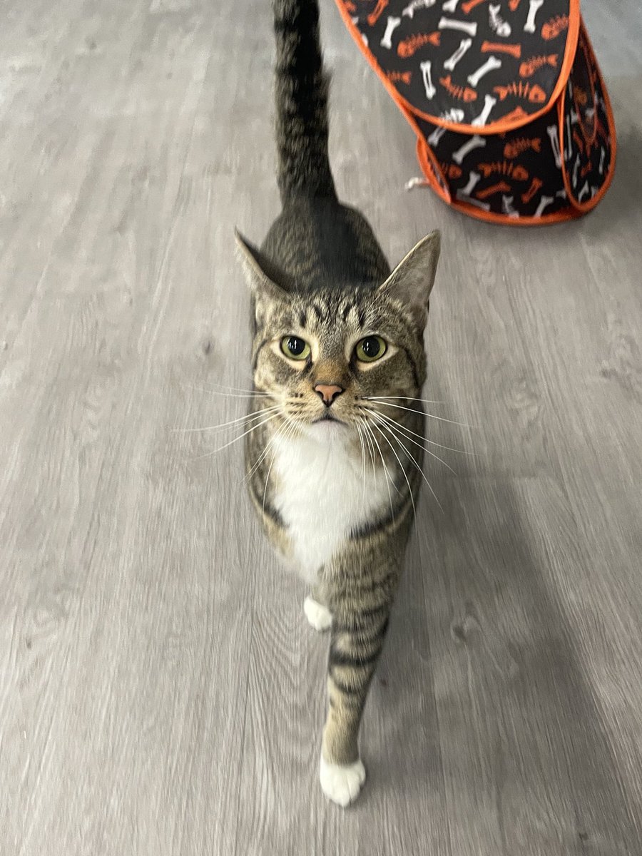 feederofcats's tweet image. no - somehow, sweet Luke is still desperately waiting for a home. He's such a sweet boy, he gives the best headbutts and just wants to play and be near humans. I don't really understand why he's still here

Luke is located in the SF Bay Area

to inquire: friendsofbearcatrescue.org/contact