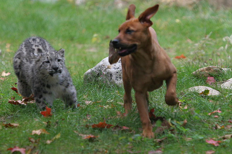 my cat and dog are FINALLY getting along. took so long.