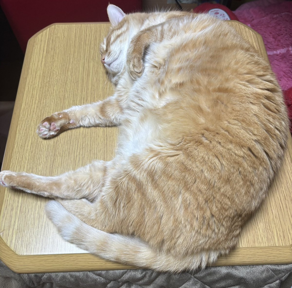aaayup0926's tweet photo. 保護して想像以上に立派に育ったきなこです🐈

#にじロイヤルカナン
#トキメキshot https://t.co/M124jk3NE3