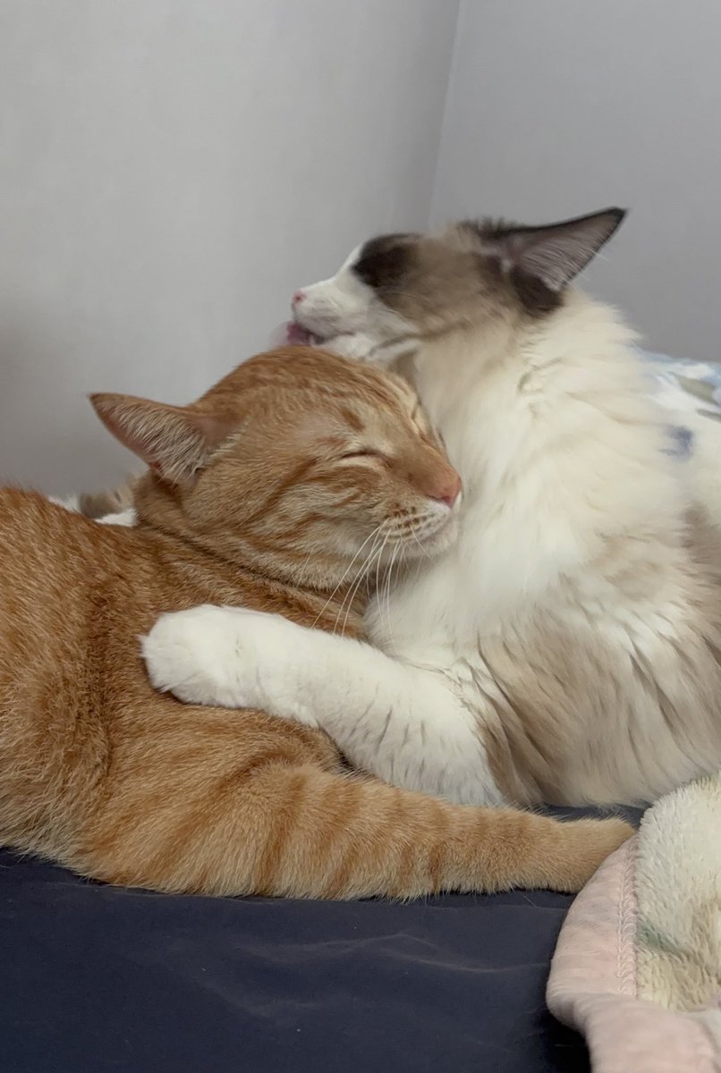 いい子、いい子ね
#猫のいる暮らし
#猫のいる幸せ
#ねこ