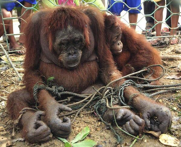 greennomad61's tweet image. I encourage everyone to check out .@PalmOilDetect for thorough fact based knowledge regarding this criminal industry.
#WhatTheUSDAWontTellYou
#WhatDEFRAWontTellYou 
There is no #RSPO 

📣Demand #palmoilfree products...for the wildlife, the rainforests, the earth &amp;amp; your health!