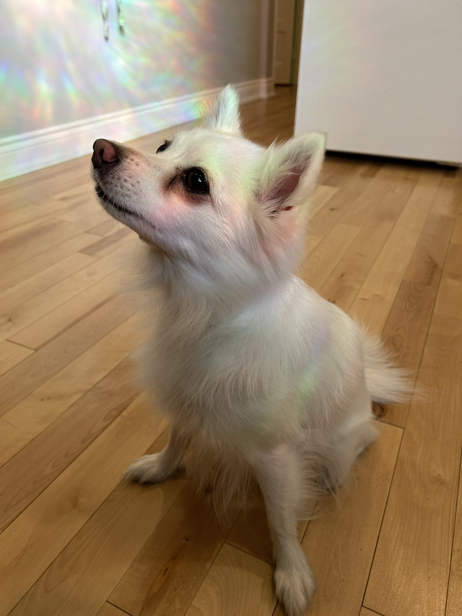 ughfluffwhatevr's tweet image. 🌈