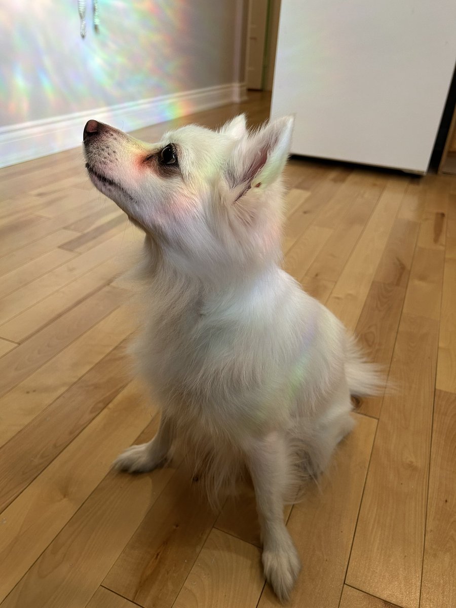 ughfluffwhatevr's tweet image. 🌈