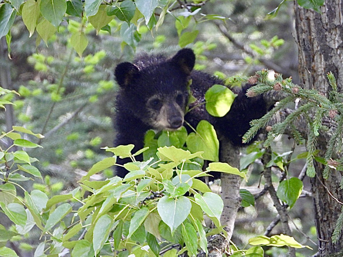The mother Black Bear was feasting on grass and Dandelions whilst her two cubs played in the trees. This was this morning near Golden.