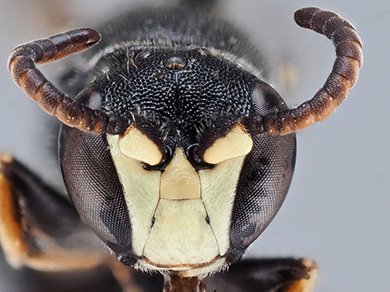 Zootaxa's tweet photo. Taxonomic revision of the #garrulus #species group in the #bee genus #Hylaeus Fabricius, 1793 (#Hymenoptera: #Apoidea, #Colletidae)
#taxonomy
https://t.co/d4OOgBfK0N https://t.co/kcLNgrO97A