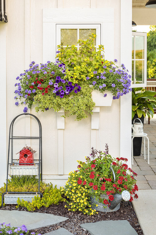 Garden Design Mag (@gardendesignmag) on Twitter photo Look how bright and happy this #garden is!
#Petunias bring nonstop color, and pairing them with the right plants adds texture, fragrance, and pollinator appeal.
See 22 Petunia Companion Plants for Perfect Garden Combinations ow.ly/OlX050VZJYO
Photo <a href="/Proven_Winners/">Proven Winners</a> Look how bright and happy this #garden is!
#Petunias bring nonstop color, and pairing them with the right plants adds texture, fragrance, and pollinator appeal.
See 22 Petunia Companion Plants for Perfect Garden Combinations ow.ly/OlX050VZJYO
Photo <a href="/Proven_Winners/">Proven Winners</a>