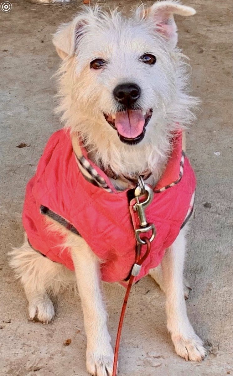 GlennsWorld2u's tweet image. Good bye #Alexi and thanks for everything specially the unconditional love 💕 We will miss you baby….thank you for the inspiration and being a warrior….rest now my love #farewell #belovedDog