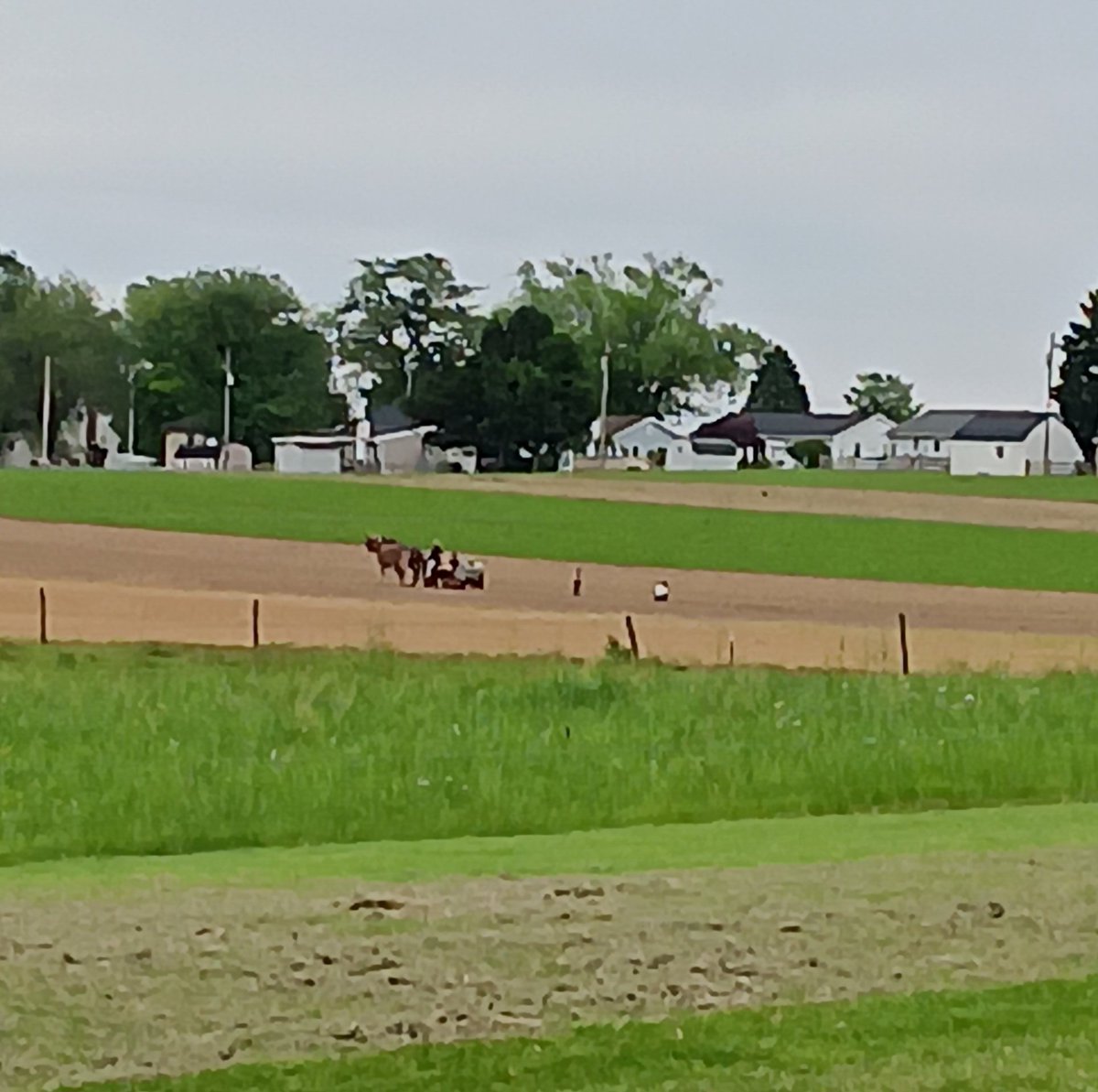 Young Amish couple taking a slow ride thru  the field with two little boys walking behind carrying buckets,,Does anyone know what the boys are  Doing???