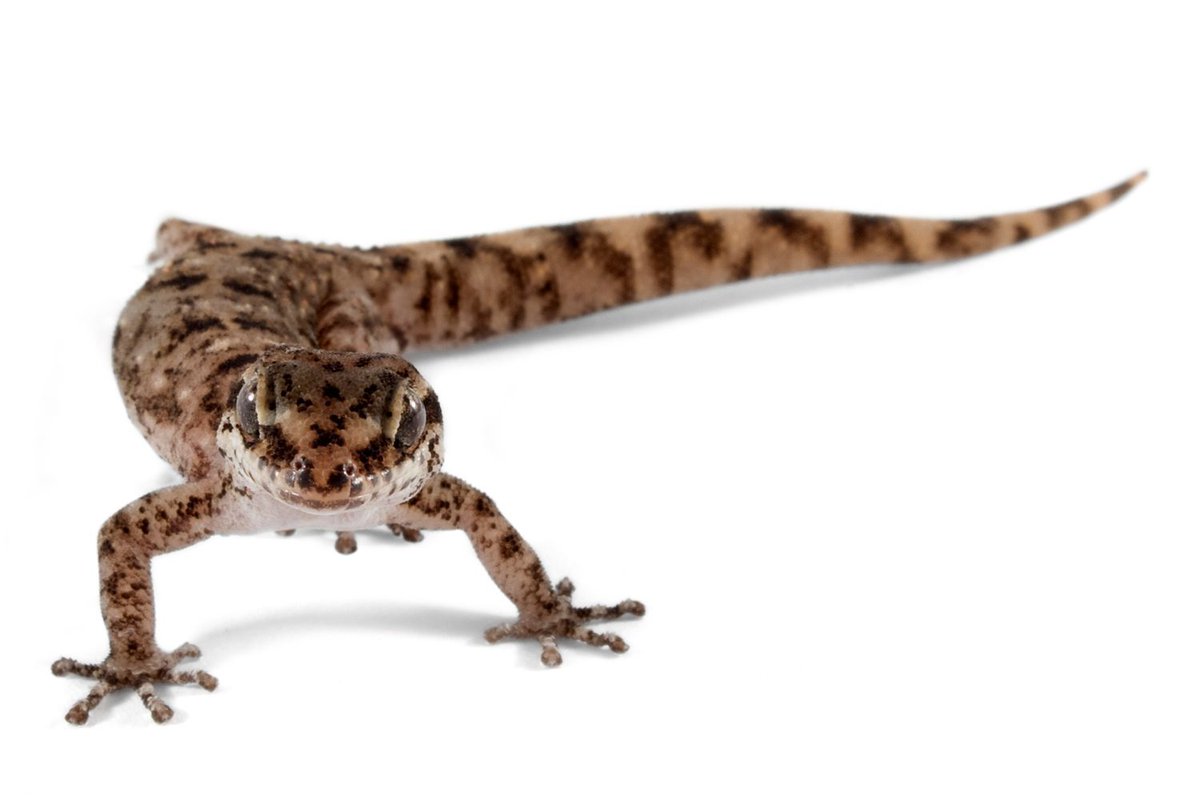 LA EVOLUCIÓN DE LAS LAGARTIJAS DE GALÁPAGOS A TRAVÉS DE SUS GENOMAS
Se acaba de publicar en la revista Proceedings of the Royal Society B y está disponible de manera gratuita a través del siguiente enlace: buff.ly/KJ4nx6m
Foto: Phyllodactylus baurii, Isla Floreana, Bioweb