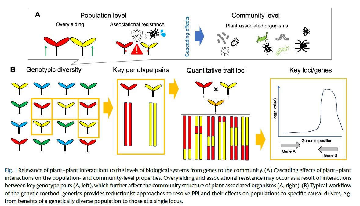 PCP_EIC's tweet photo. 📗From PCP latest issue: Review💐
'The Genetics of Plant–Plant Interactions and Their Cascading Effects on Agroecosystems—from Model Plants to Applications'
Yasuhiro Sato &amp; Samuel E. Wuest

https://t.co/70eGeLHv8o
#PlantEcology #PlantPlantInteraction #Agroecosystem #Plantsci https://t.co/tkg9bDAKh6
