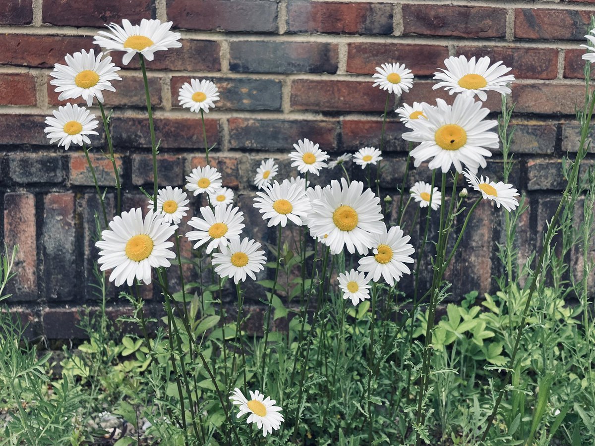 Oxeye Daisy