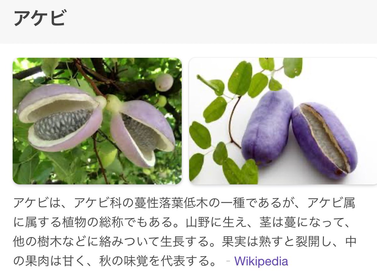 Is this not an akebi but an african pear??🤔