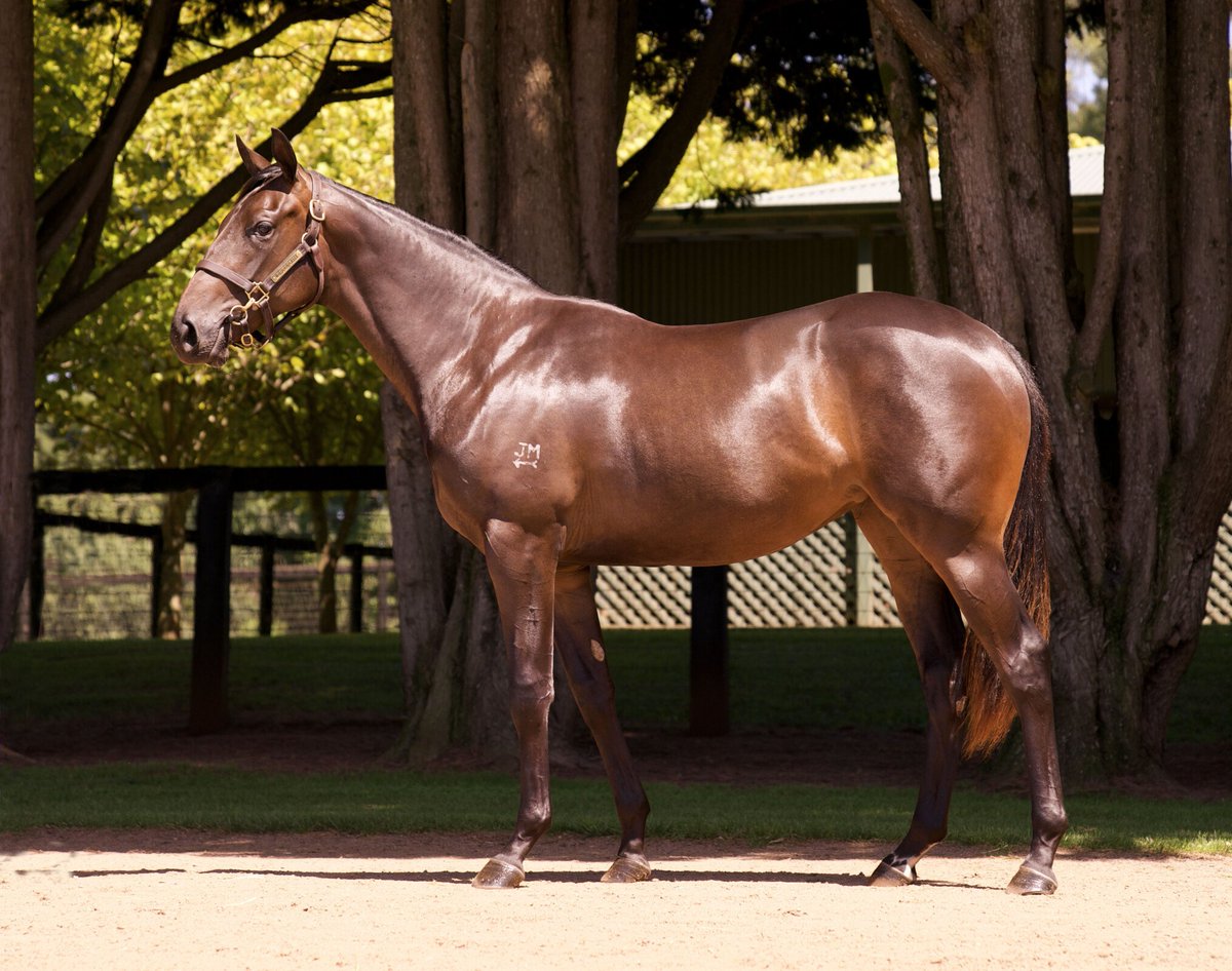 Milburn Creek Stud (@milburn_creek) on Twitter photo Congratulations to <a href="/shbloodstock/">Suman Hedge Bloodstock</a> & <a href="/IskanderRacing/">Iskander Racing</a> on the journey that you've taken with Socks Nation. Purchased from our <a href="/inglis_sales/">Inglis</a> Premier yearling draft for $160,000, a winner of the G1 QLD Oaks for <a href="/cmaherracing/">Ciaron Maher Racing</a>, and now sold for $1m <a href="/mmsnippets/">Magic Millions</a> broodmare - fantastic! Congratulations to <a href="/shbloodstock/">Suman Hedge Bloodstock</a> & <a href="/IskanderRacing/">Iskander Racing</a> on the journey that you've taken with Socks Nation. Purchased from our <a href="/inglis_sales/">Inglis</a> Premier yearling draft for $160,000, a winner of the G1 QLD Oaks for <a href="/cmaherracing/">Ciaron Maher Racing</a>, and now sold for $1m <a href="/mmsnippets/">Magic Millions</a> broodmare - fantastic!