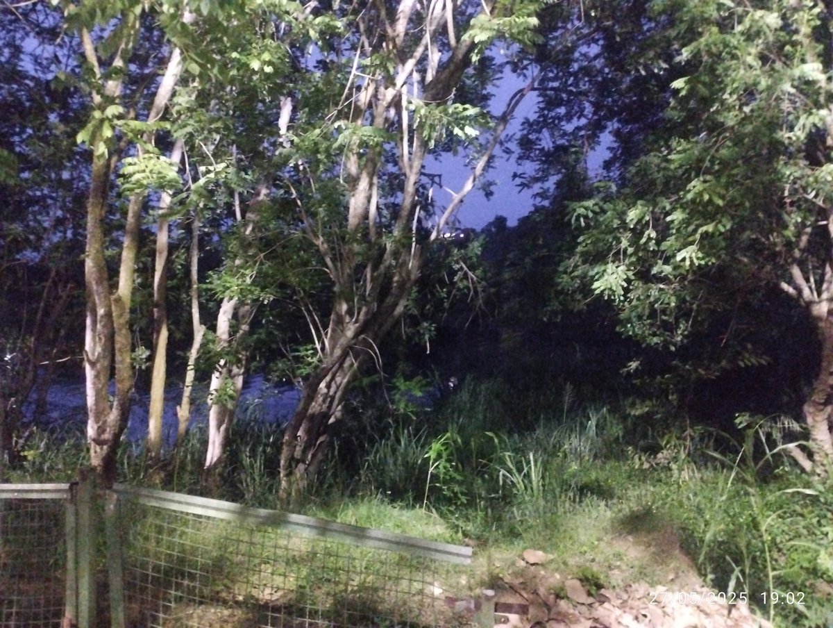 El #15Feb se contaron 966 zamuritas en el humedal del Parque José María Cartaya, Nueva Casarapa. El #17May, la cifra bajó a 289 (-70,1%). Luminarias apuntando a los árboles podrían ser la causa.
Un ecosistema especial requiere protección y administración especial y especializada.