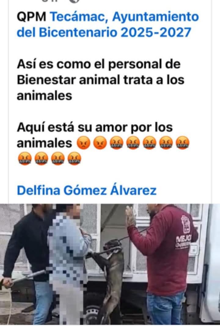 LicAnimalista's tweet image. Circula está imagen en redes de personal del municipio de Tecamac @AyuntaTec2025 , maltratando a los animales en situación de abandono.  Exigimos una explicación Rosa Wong. Esperemos actúe @propaem_sma . CCP. @delfinagomeza . Capturas de animales es maltrato animal y es ilegal.