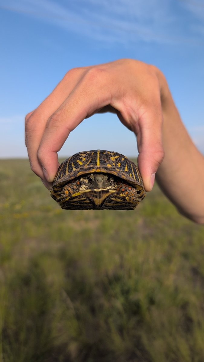 finally crossing 'picking up turtles from the road' off my U.S. chasing bucket list