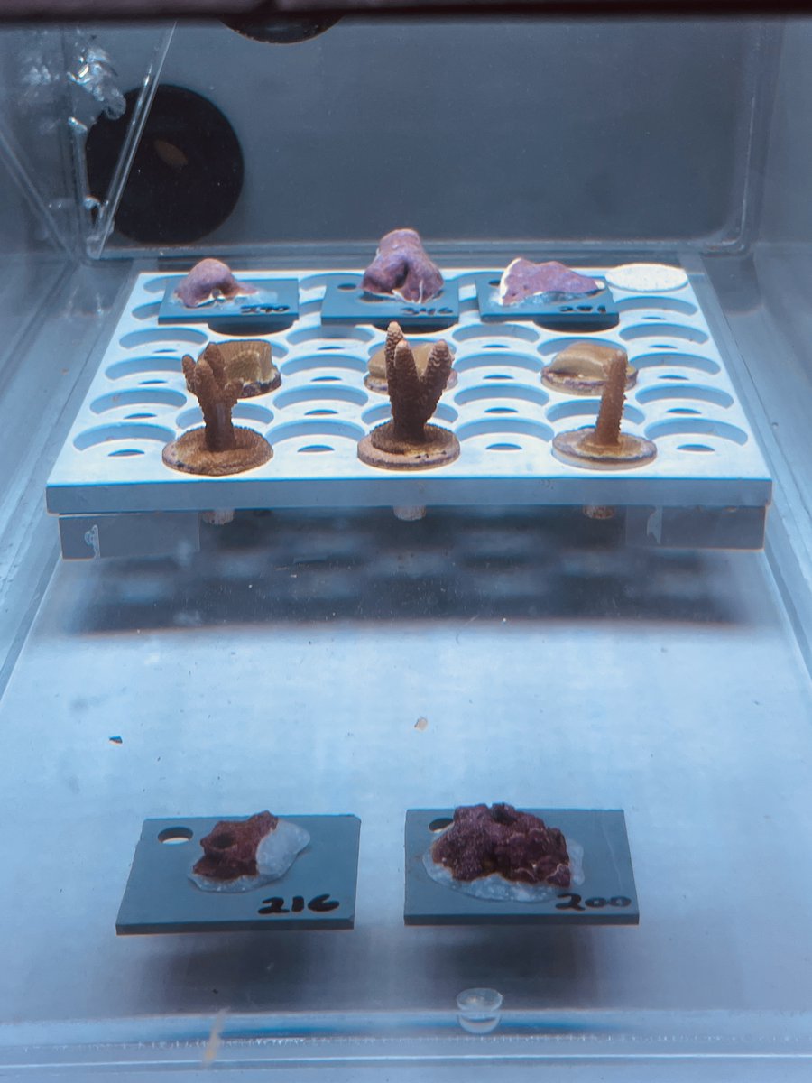 SeaSim (@seasim_aims) on Twitter photo PhD candidates Ashtyn Isaak & <a href="/hollykoch20/">Holly Koch</a> are researching how ocean acidification & high light contribute to bleaching. The experiment includes:
🧪36 tanks, 4 species, 12 treatments, 400+ samples
🧬2 corals & 2 crustose coralline algae
🔬Drivers: light, temp, & 4 levels of PCO2 PhD candidates Ashtyn Isaak & <a href="/hollykoch20/">Holly Koch</a> are researching how ocean acidification & high light contribute to bleaching. The experiment includes:
🧪36 tanks, 4 species, 12 treatments, 400+ samples
🧬2 corals & 2 crustose coralline algae
🔬Drivers: light, temp, & 4 levels of PCO2