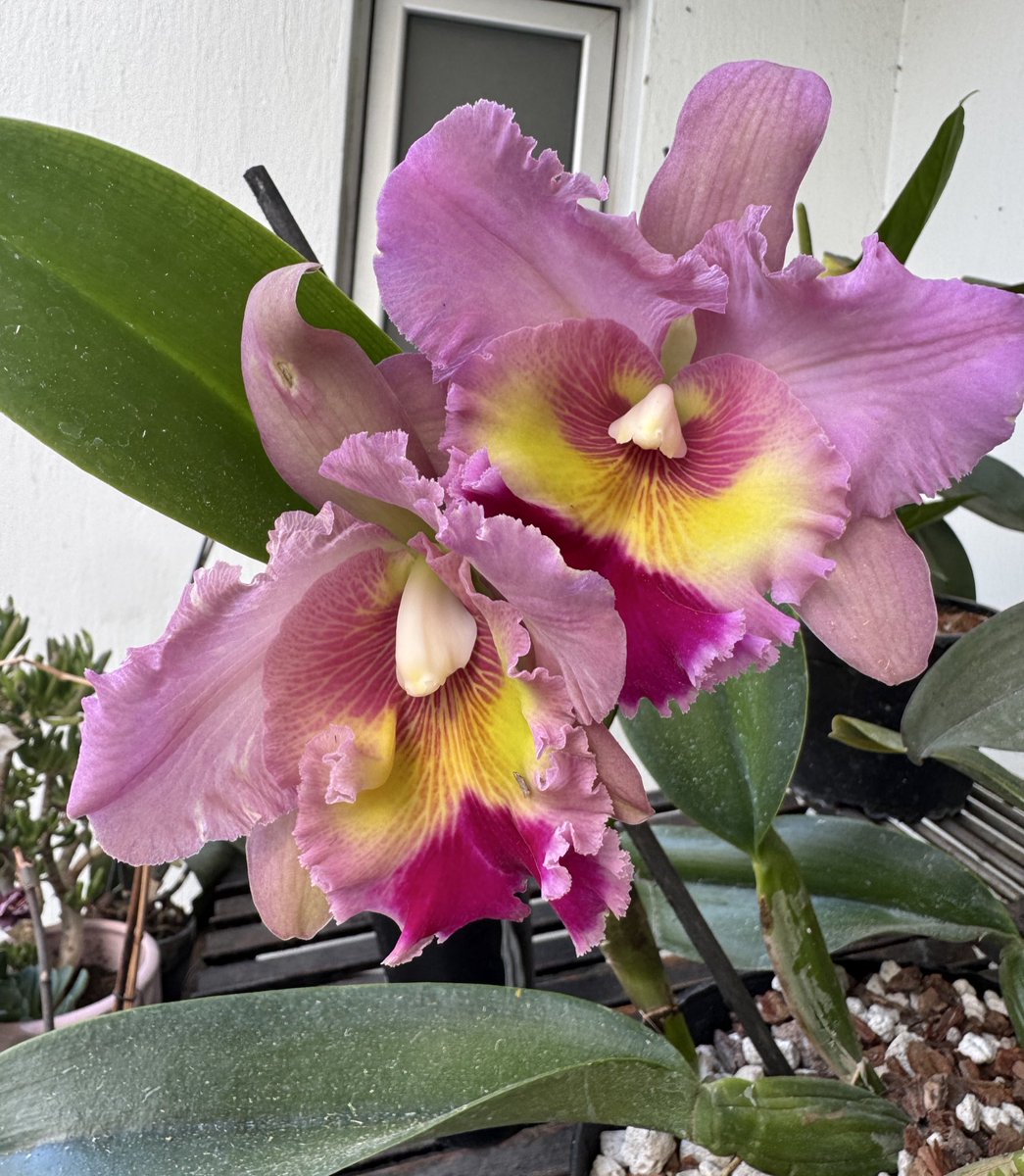 karitheove's tweet image. mi novio me regalo mi orquídea favorita 🥹💘